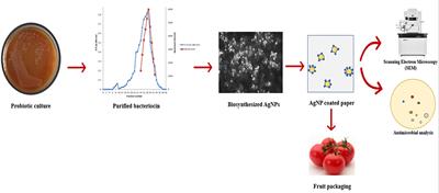 Utilization of novel bacteriocin synthesized silver nanoparticles (AgNPs) for their application in antimicrobial packaging for preservation of tomato fruit